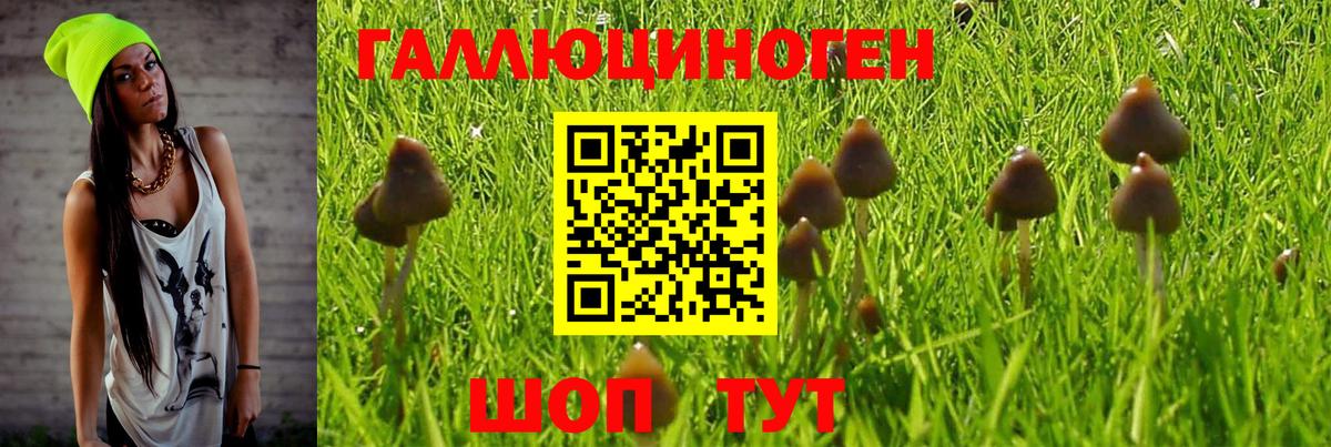 Галлюциногенные грибы Psilocybe Санкт-Петербург